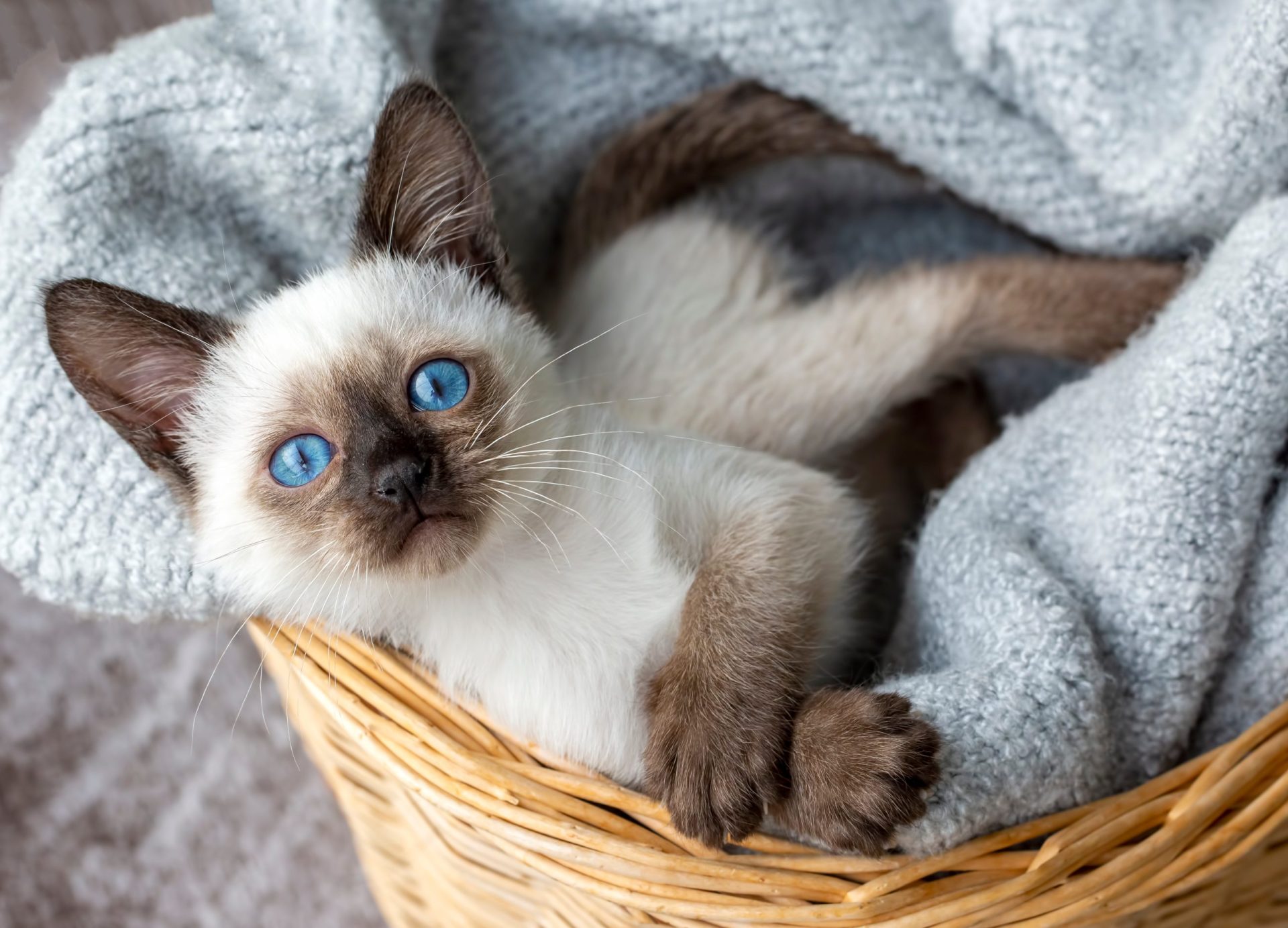 siamese kitties, kittens