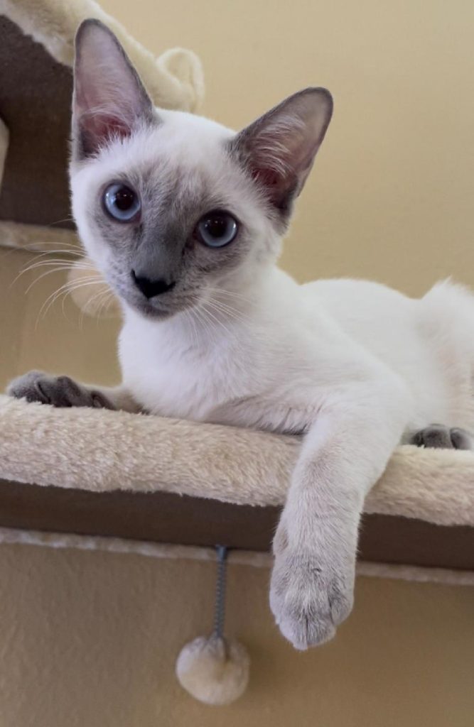 siamese cat breeders, kitties for sale