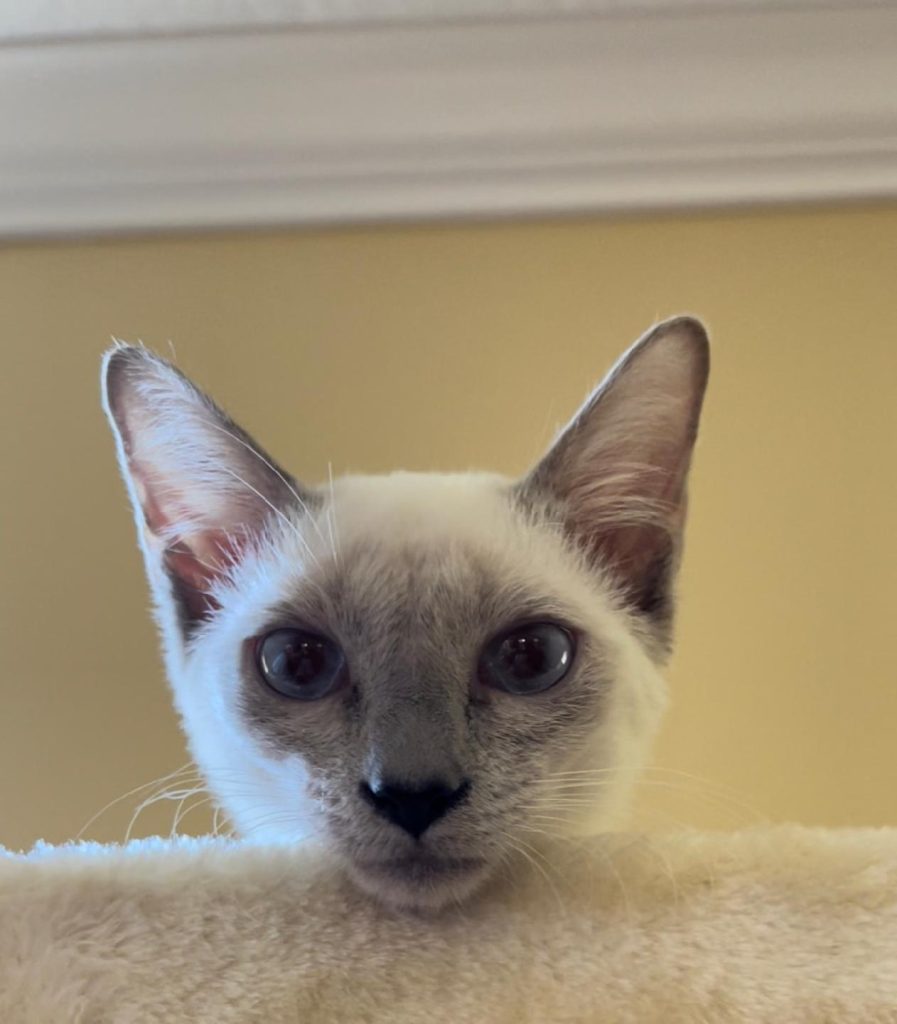 siamese cat breeders, kitties for sale