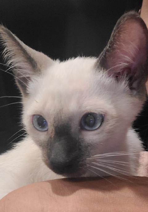 siamese cat breeders, kitties for sale