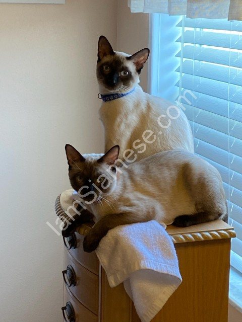 siamese cats and kittens for sale