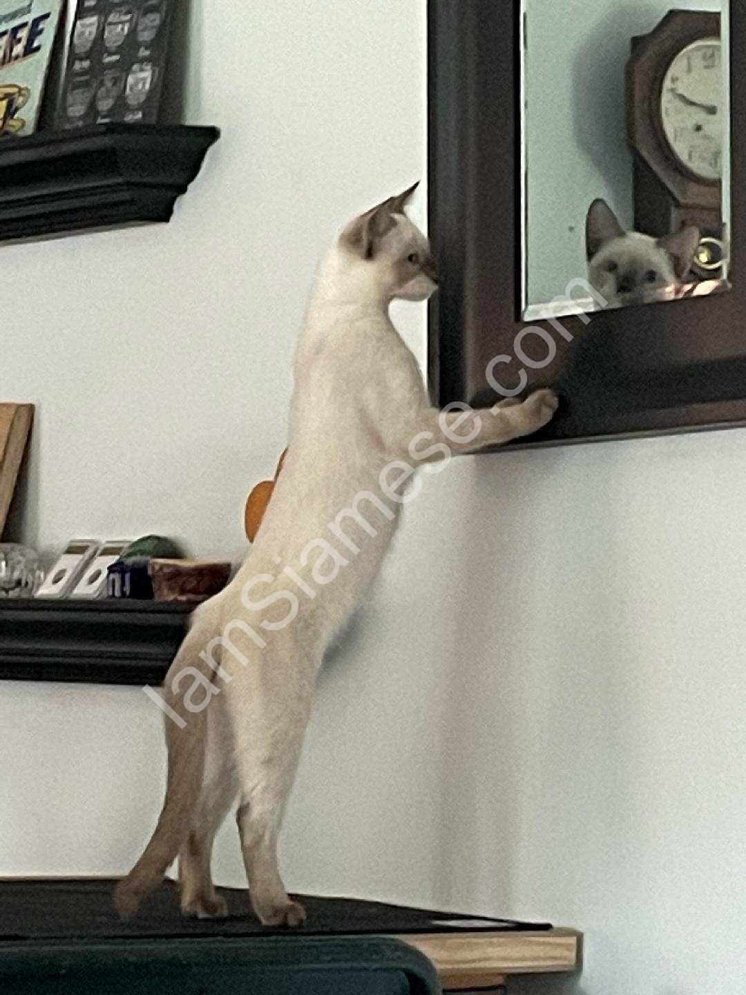 siamese cats and kittens for sale