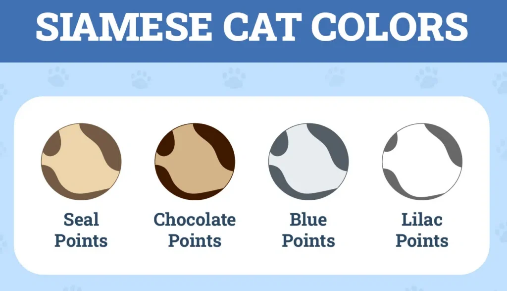 Siamese-Cat-Colors.