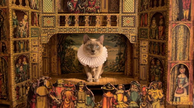 siamese cat vesta in halloween costume